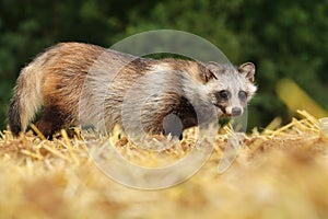 Raccoon doggy on stubble