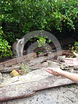 Raccoon in Dominicana