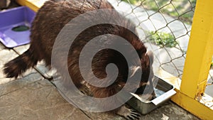 Raccoon drinking water from a drinker closeup. Animals in zoo, thirsty animal