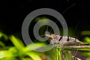 Raccoon dwarf shrimp stay on edge of glass plate and look left side in fresh water aquarium tank