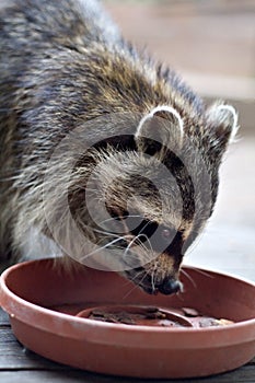 Raccoon Eating