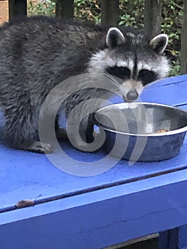 Raccoon eating cat food