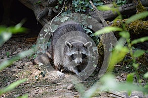 Raccoon eating / Raton laveur mangeant photo