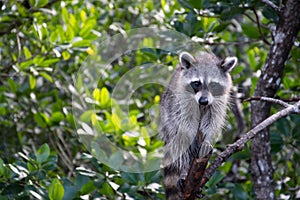 Raccoon at the Everglades, Florida, USA