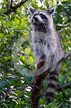 Raccoon at the Everglades, Florida, USA
