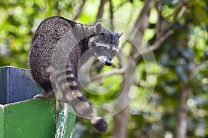 Raccoon Exploring a Trash Can