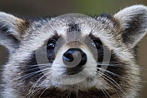 Raccoon eyes