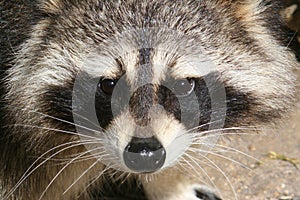 Raccoon Face photo