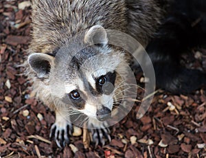 Raccoon photo