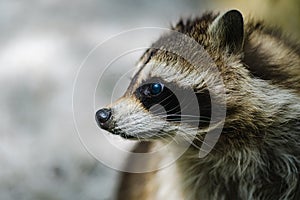 Raccoon face cute animal curiosity,  alert