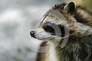 Raccoon face cute animal curiosity,  alertness