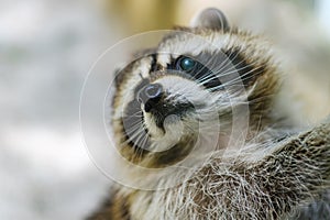 Raccoon face cute animal curiosity,  wild