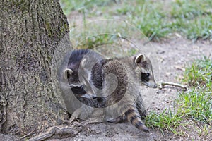 Raccoon Family