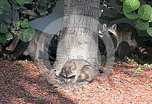 Raccoon Family enjoys a cool day near the beach while eating under the palm trees.