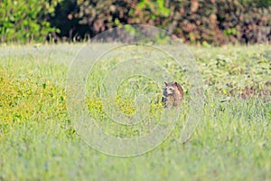 A raccoon foraging for breakfast in the early hours of the morning at Bald Knob Wildlife Refuge