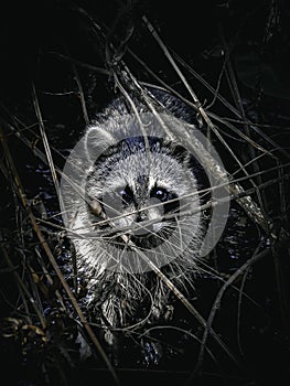 Raccoon Foraging in Swamp