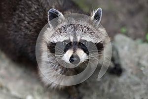 Raccoon in forest