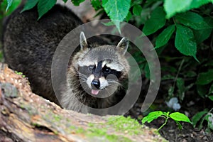 Raccoon in the forest