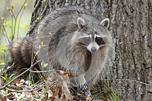 Raccoon in a Forest