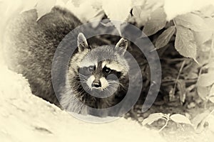 Raccoon in the forest. Vintage effect