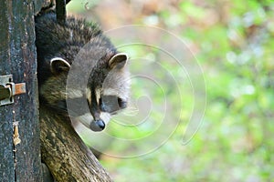 Raccoon furtively looks out of a small wooden house. Small predator of the forest