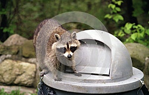 Raccoon on Garbage can photo