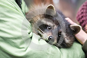 Raccoon on the hands