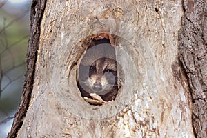 Raccoon with head sticking out of a hole in a tree