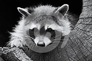 Raccoon hiding in hollow tree trunk