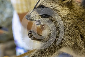 Raccoon holds food in its paws and eats. Close up. angry raccoon at the zoo. furry predator with prehensile paws. treat