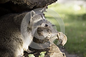 Raccoon in hollow tree trunk