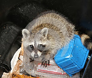 Raccoon inside a garbage can