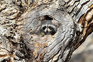 Raccoon inside hole in tree