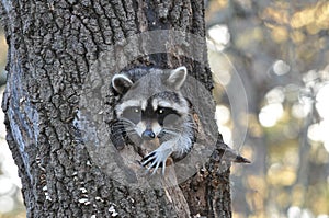 Raccoon in knothole of a tree
