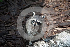 Raccoon