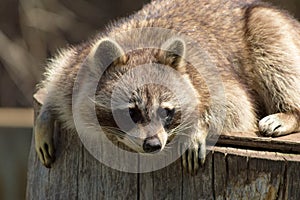 Raccoon on a log.