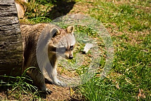 Raccoon on a log.