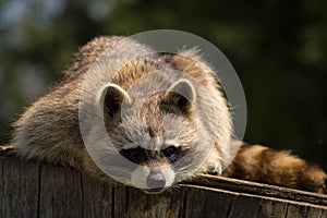 Raccoon on a log.