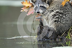 Raccoon looking fore foot by the water