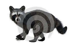 Raccoon looking startled. 3d illustration isolated on white background