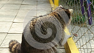 Raccoon looks through net of a zoo cage at will. Animals in captivity. Fluffy