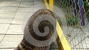 Raccoon looks through net of a zoo cage at will. Animals in captivity. Fluffy
