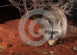 A raccoon looks strait into the camera as it enjoys a midnight snack of pear apple on a chilly winter night