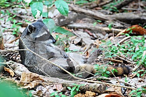 Lying Raccoon on his back, adhere to cleaning