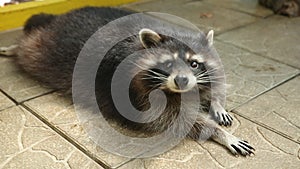 Raccoon lying on tile of an aviary in a zoo carefully looks to camera. Animal