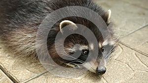 Raccoon lying on the tile of an aviary in a zoo carefully looks to side. Animal