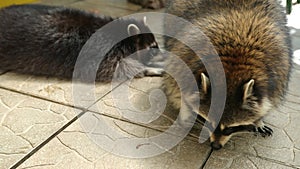 Raccoon lying on tile of an aviary in zoo carefully looks to side and breathes