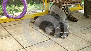 Raccoon lying on tile of an aviary in zoo carefully looks to side and breathes