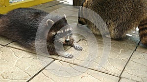 Raccoon lying on tile of an aviary in zoo carefully looks to side and breathes