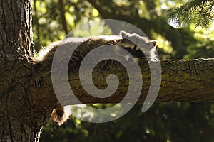 A raccoon lying on a tree branch